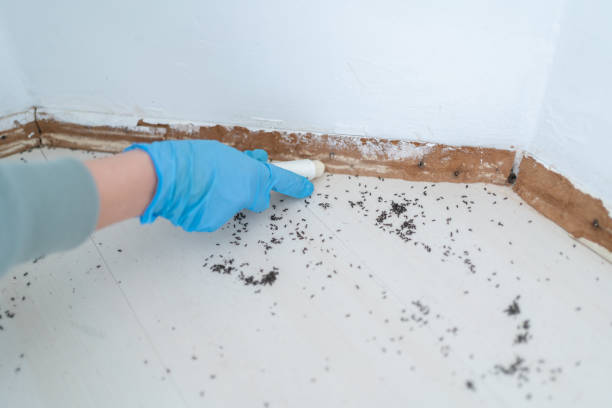Best Best Pest Control Companies  in St Michael, MN